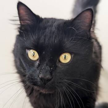 Odin -  Domestic Long Hair Cat for Adoption in Jefferson, Wisconsin - Odin | PetCurious