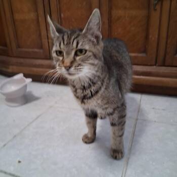Domestic Short Hair Cats Available for Adoption in Jupiter, Florida - Coco | PetCurious