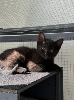 Eddie -  Domestic Short Hair Cat for Adoption in Parker, Colorado - Eddie | PetCurious