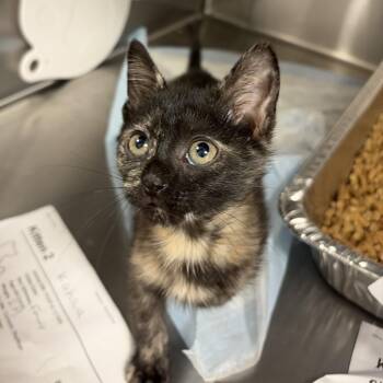 Kahlua -  Domestic Short Hair Cat for Adoption in West Palm Beach, Florida - Kahlua | PetCurious