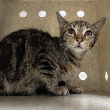 Shooting Star -  Domestic Short Hair Cat for Adoption in Philadelphia, Pennsylvania - Shooting Star | PetCurious