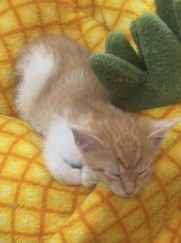 Dennis -  Tabby Cat for Adoption in Georgetown, Kentucky - Dennis | PetCurious