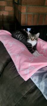 Rescue Tabby Cats for Adoption in Fountain Valley, California - Deral -Picture Purrfect | PetCurious