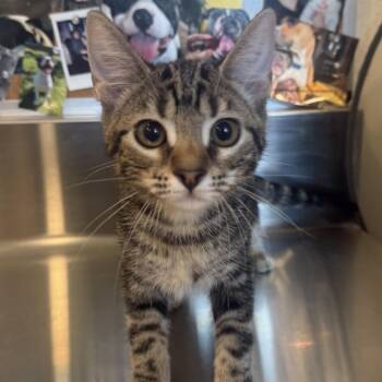 Catrina Aguilera -  Domestic Short Hair Cat for Adoption in Louisville, Kentucky - Catrina Aguilera | PetCurious