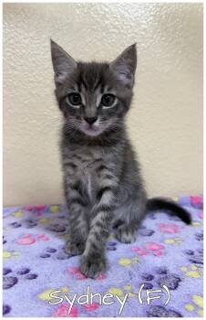Tabby Cats Available for Adoption in Orange, California - Sydney | PetCurious