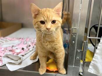 JR -  Domestic Short Hair Cat Available for Adoption in Fort Wayne, Indiana - JR | PetCurious