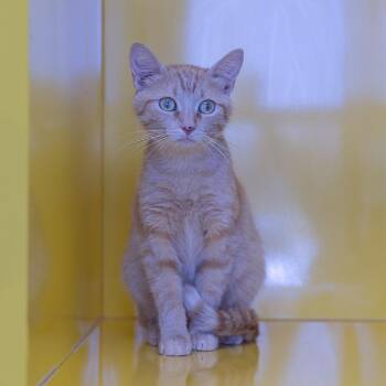Freckles -  Domestic Short Hair Cat for Adoption in Abilene, Texas - Freckles | PetCurious