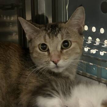 Mama Bee -  Domestic Short Hair Cat for Adoption in Denver, Colorado - Mama Bee | PetCurious