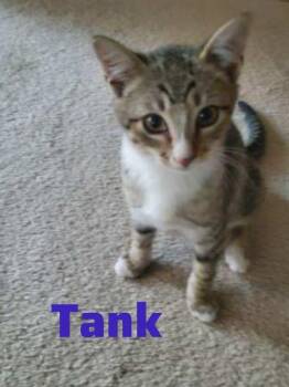 American Shorthair Cats Available for Adoption - Tank | PetCurious