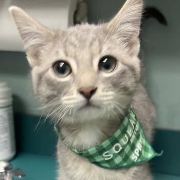 Domestic Short Hair Cats Available for Adoption - Chandler | PetCurious