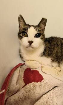 Rescue Domestic Short Hair Cats for Adoption in Wheaton, Illinois - Toddles | PetCurious