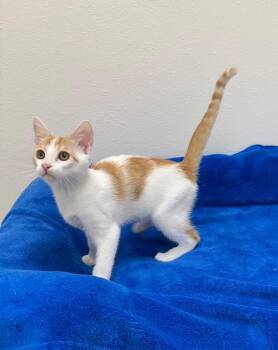 Dorito -  Tabby Cat for Adoption in Newberg, Oregon - Dorito | PetCurious