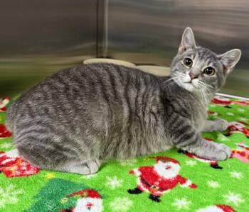 Kansas -  Domestic Short Hair Cat for Adoption in Columbus, Nebraska - Kansas | PetCurious