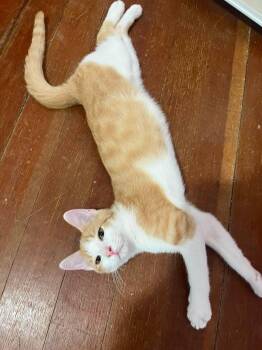 Ducky -  Domestic Short Hair Cat for Adoption in Sioux Falls, South Dakota - Ducky | PetCurious