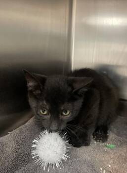 Anatoli -  Domestic Short Hair Cat for Adoption in Houston, Texas - Anatoli | PetCurious