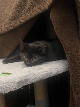 Domestic Short Hair Cats Available for Adoption - Midnight | PetCurious