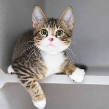 Dapper -  Domestic Short Hair Cat for Adoption in Atlanta, Georgia - Dapper | PetCurious