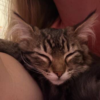 Stella -  Domestic Long Hair Cat for Adoption in Grantsville, Utah - Stella | PetCurious