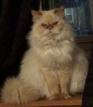 Persian Cats Available for Adoption in Walnutport, Pennsylvania - Hazel | PetCurious