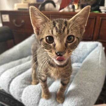 Do-Si-Do 26-074 -  Domestic Short Hair Cat for Adoption in Little Rock, Arkansas - Do-Si-Do 26-074 | PetCurious