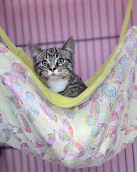 Toccoa -  Domestic Short Hair Cat for Adoption in Novato, California - Toccoa | PetCurious
