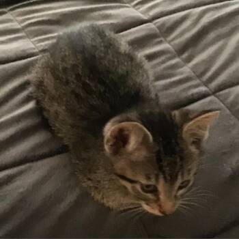 Spaghetti -  Domestic Short Hair Cat for Adoption in Los Angeles, California - Spaghetti | PetCurious