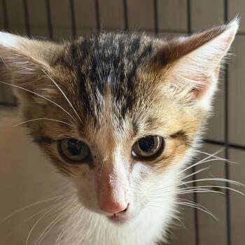 Tator -  American Shorthair Cat for Adoption in Mount Vernon, Arkansas - Tator | PetCurious