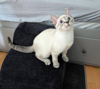 Atlas -  Siamese Cat for Adoption in Port Barrington, Illinois - Atlas | PetCurious