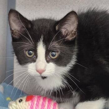 Ballad -  Domestic Short Hair Cat for Adoption in Chicago, Illinois - Ballad | PetCurious