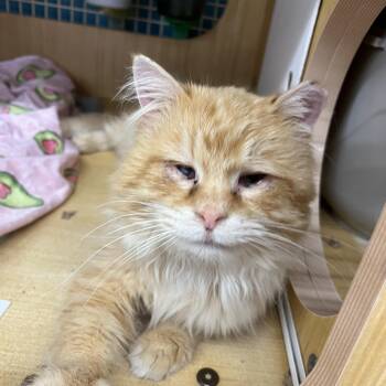 Domestic Long Hair Cats Available for Adoption - Fluffer | PetCurious