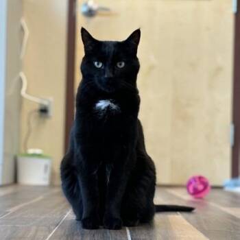 Zack -  Domestic Short Hair Cat for Adoption in Reno, Nevada - Zack | PetCurious