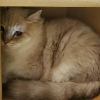 Wilson -  Ragdoll Cat for Adoption in Hemet, California - Wilson | PetCurious