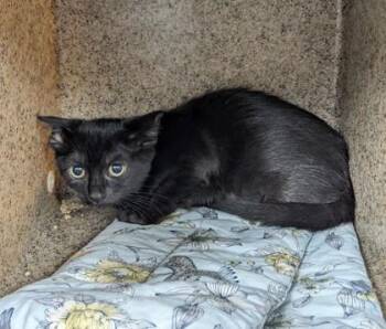 Martha Dunstock -  Domestic Short Hair Cat for Adoption in Daytona Beach, Florida - Martha Dunstock | PetCurious