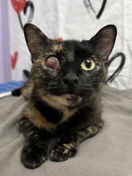 Domestic Short Hair Cats Available for Adoption in San Antonio, Texas - Pinata | PetCurious
