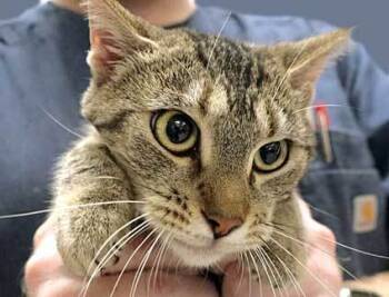 Rescue Domestic Short Hair Cats for Adoption in Wildomar, California - 799003 | PetCurious