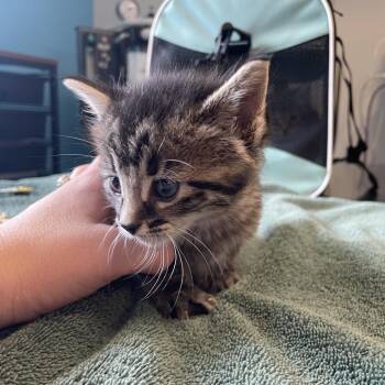 Janet -  Domestic Short Hair Cat for Adoption in Edwardsville, Illinois - Janet | PetCurious