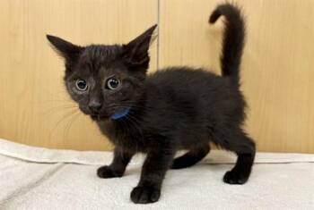 Domestic Short Hair Cats Available for Adoption in Brentwood, Missouri - COSMO | PetCurious