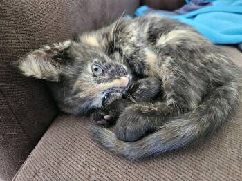Zany -  Torbie and Domestic Short Hair Cat for Adoption in Georgetown, Kentucky - Zany | PetCurious