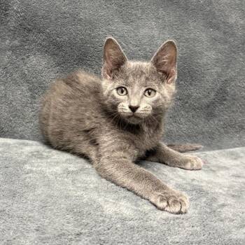 Stubb -  Domestic Short Hair Cat for Adoption in Brenham, Texas - Stubb | PetCurious