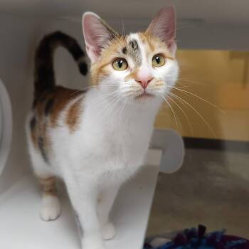 Pumpkin Spice -  Calico Cat for Adoption in Marshfield, Wisconsin - Pumpkin Spice | PetCurious