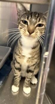 Daisy -  Domestic Short Hair and Tabby Cat for Adoption in Fremont, Nebraska - Daisy | PetCurious