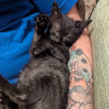 Rescue Domestic Short Hair Cats for Adoption in Buffalo, Minnesota - Drake | PetCurious