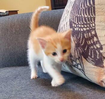Butterfinger -  Domestic Short Hair Cat for Adoption in North Brunswick Township, New Jersey - Butterfinger | PetCurious