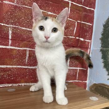 Becca -  Domestic Short Hair Cat for Adoption in Laredo, Texas - Becca | PetCurious