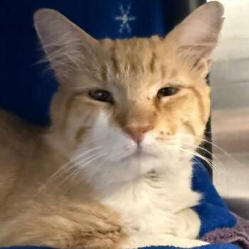 Pumpkin -  Domestic Medium Hair Cat for Adoption in Las Vegas, Nevada - Pumpkin | PetCurious