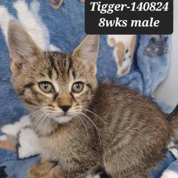Domestic Short Hair Cats Available for Adoption in New Tazewell, Tennessee - Tigger | PetCurious
