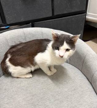 Rescue Domestic Short Hair Cats for Adoption in Nashville, Tennessee - McGee | PetCurious