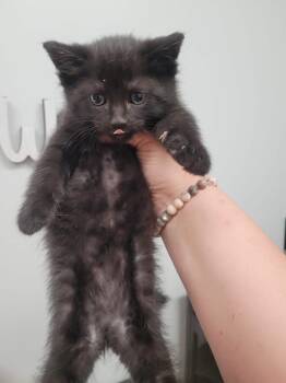 Domestic Short Hair Cats Available for Adoption in Republic, Missouri - Spade | PetCurious