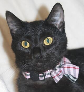 Domestic Short Hair Cats Available for Adoption - Ember | PetCurious