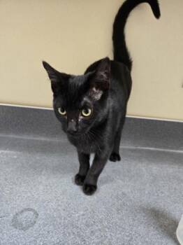 Weegie -  Domestic Short Hair Cat for Adoption in Kennewick, Washington - Weegie | PetCurious